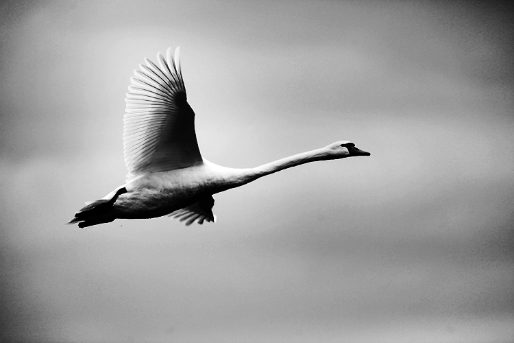 Slimbridge swan by Adam Gasson