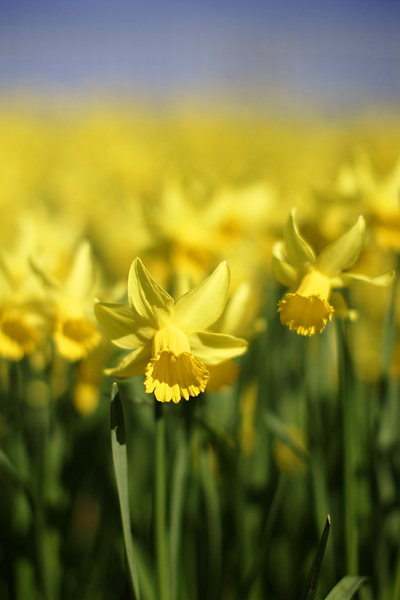 Daffodils in Cardiff by Adam Gasson