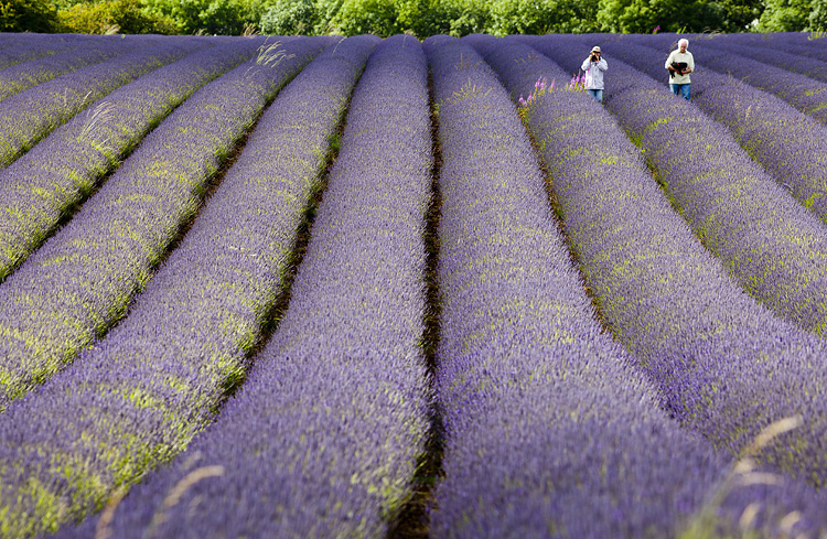 Snowshill Lavender Fields / Adam Gasson / adamgasson.com