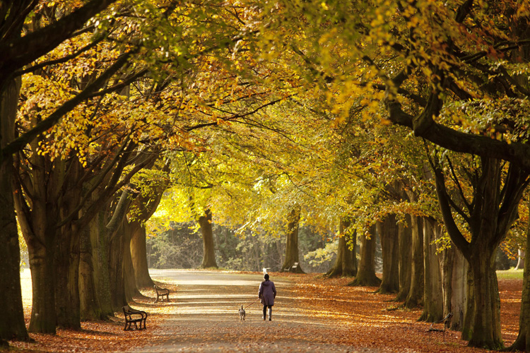 Late autumn colours in Clifton, Bristol by Adam Gasson