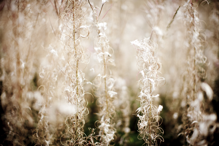 Grasses on a trackside in Wales by Adam Gasson.