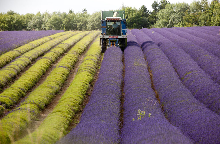 Lavender harvest aims to beat change in weather by Adam Gasson