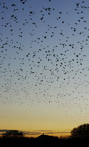 vStarlings take off from Ham Wall nature reserve by Adam Gasson / SWNS.com