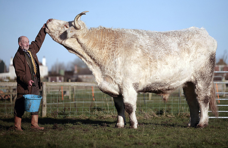 Field Marshall, the giant bull by Adam Gasson / SWNS.com