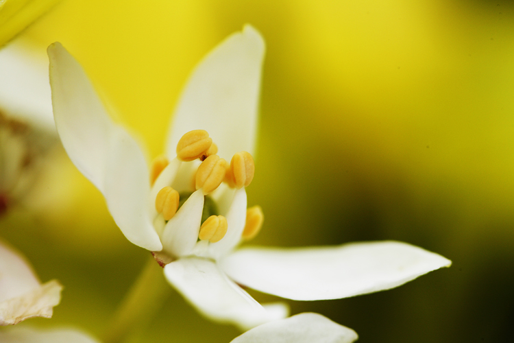 A flower I photographed. FOR FREE.