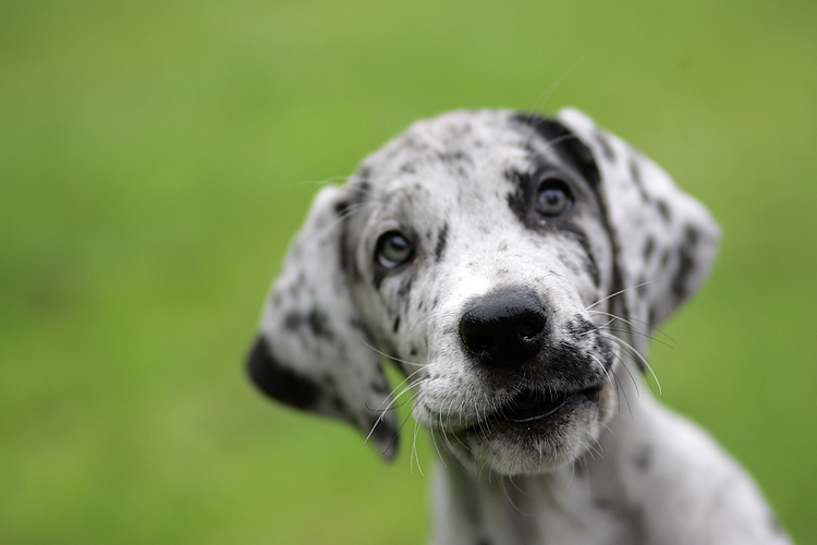 Great Dane puppy by Adam Gasson