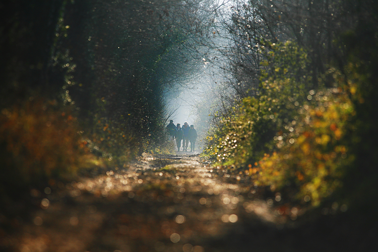 Wiltshire morning walk by Adam Gasson