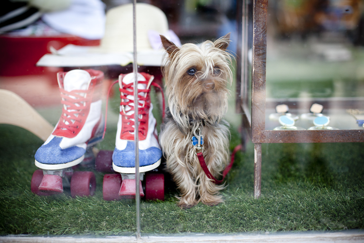 Dog with rollerskates in Jaffa, Tel Aviv, Israel by Adam Gasson