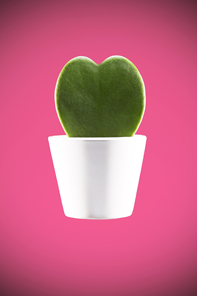 Heart shaped plant by Adam Gasson / adamgasson.com