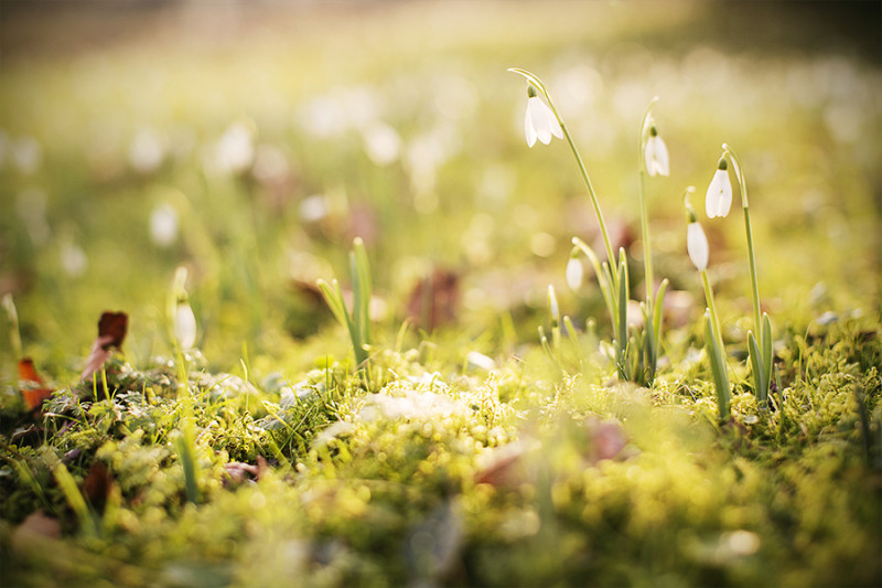 Lacock snowdrops by Adam Gasson / adamgasson.com