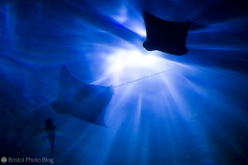 New Orleans Aquarium - Photo by Adam Gasson / adamgasson.com