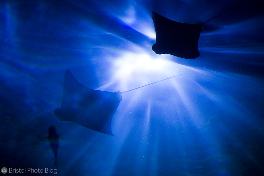 New Orleans Aquarium - Photo by Adam Gasson / adamgasson.com