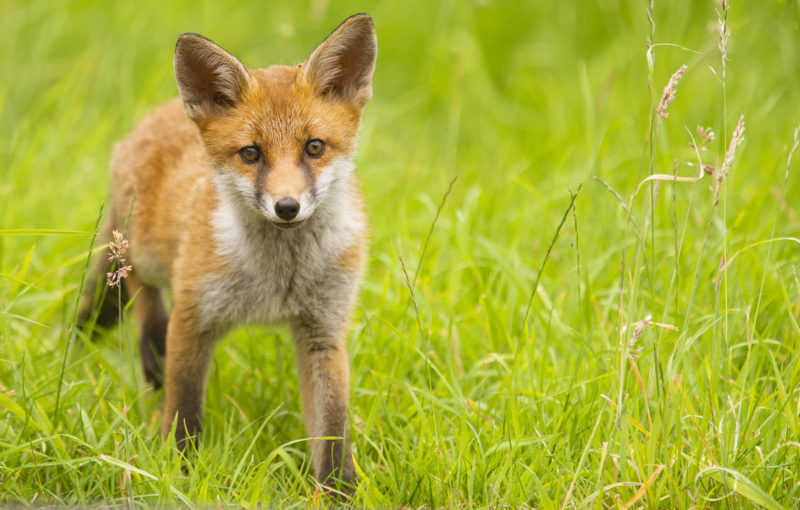 Urban fox cub. Photo by Adam Gasson / adamgasson.com